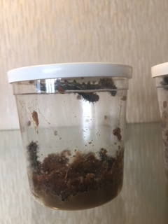 Cup of caterpillars 